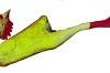 Rubber Chicken w/ bladder