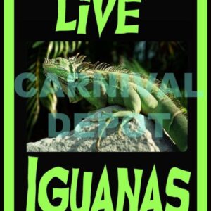 Live Iguanas Sign